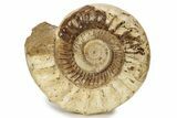Jurassic Ammonite (Kranosphinctes?) Fossil - Madagascar #242304-1